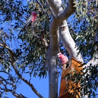 Eolophus roseicapilla (Galah) at Woodstock Nature Reserve - 25 Aug 2019 by Kurt