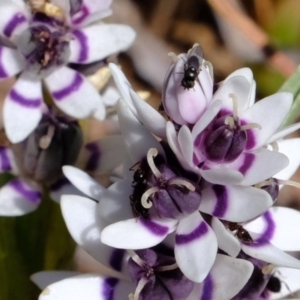 Wurmbea dioica subsp. dioica at Dunlop, ACT - 25 Aug 2019