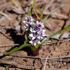 Wurmbea dioica subsp. dioica at Dunlop, ACT - 25 Aug 2019