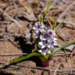 Wurmbea dioica subsp. dioica at Dunlop, ACT - 25 Aug 2019