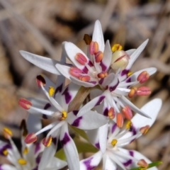 Wurmbea dioica subsp. dioica (Early Nancy) at Dunlop, ACT - 25 Aug 2019 by Kurt