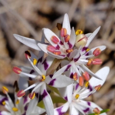 Wurmbea dioica subsp. dioica (Early Nancy) at Woodstock Nature Reserve - 25 Aug 2019 by Kurt