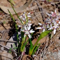 Wurmbea dioica subsp. dioica at Dunlop, ACT - 25 Aug 2019 10:40 AM