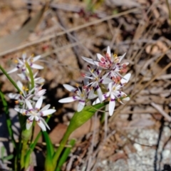 Wurmbea dioica subsp. dioica at Dunlop, ACT - 25 Aug 2019 10:40 AM