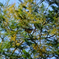 Acanthiza reguloides (Buff-rumped Thornbill) at Dunlop, ACT - 25 Aug 2019 by Kurt