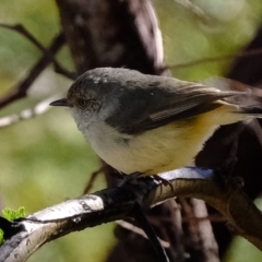 Acanthiza reguloides at Dunlop, ACT - 25 Aug 2019