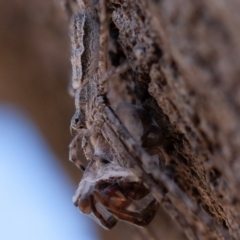 Tamopsis sp. (genus) (Two-tailed spider) at Callum Brae - 25 Aug 2019 by rawshorty