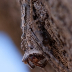 Tamopsis sp. (genus) (Two-tailed spider) at Symonston, ACT - 25 Aug 2019 by rawshorty