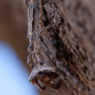 Tamopsis sp. (genus) (Two-tailed spider) at Callum Brae - 25 Aug 2019 by rawshorty