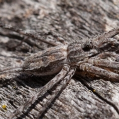 Tamopsis sp. (genus) at Symonston, ACT - 25 Aug 2019 10:00 AM