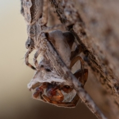 Tamopsis sp. (genus) at Symonston, ACT - 25 Aug 2019 10:00 AM