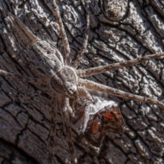 Tamopsis sp. (genus) at Symonston, ACT - 25 Aug 2019 10:00 AM