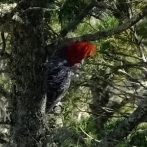 Callocephalon fimbriatum at Dunlop, ACT - 25 Aug 2019