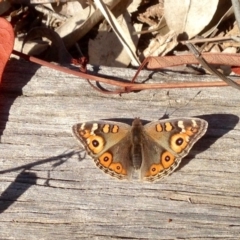 Junonia villida (Meadow Argus) at Cotter River, ACT - 24 Aug 2019 by KMcCue