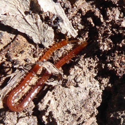 Geophilomorpha sp. (order) (Earth or soil centipede) at Symonston, ACT - 25 Aug 2019 by Christine