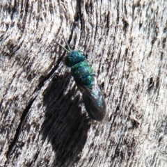 Chrysididae (family) (Cuckoo wasp or Emerald wasp) at Symonston, ACT - 25 Aug 2019 by Christine