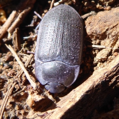 Pterohelaeus guerini (Pie-dish beetle) at Callum Brae - 25 Aug 2019 by Christine