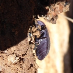 Pterohelaeus guerini at Symonston, ACT - 25 Aug 2019 11:21 AM