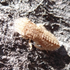 Ledromorpha planirostris (A leafhopper) at Symonston, ACT - 25 Aug 2019 by Christine