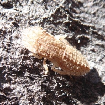 Ledromorpha planirostris (A leafhopper) at Callum Brae - 25 Aug 2019 by Christine