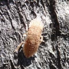 Ledromorpha planirostris at Symonston, ACT - 25 Aug 2019 10:26 AM