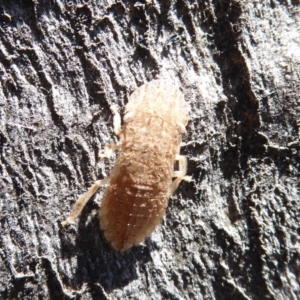 Ledromorpha planirostris at Symonston, ACT - 25 Aug 2019 10:26 AM