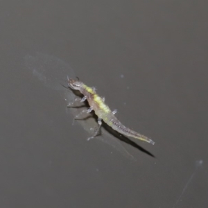 Neuroptera (order) at Acton, ACT - 12 Aug 2019 01:51 PM