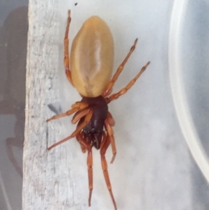 Dysdera crocata at O'Connor, ACT - 25 Aug 2019