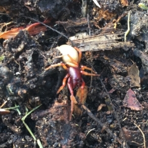 Dysdera crocata at O'Connor, ACT - 25 Aug 2019