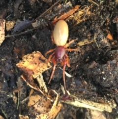 Dysdera crocata at O'Connor, ACT - 25 Aug 2019