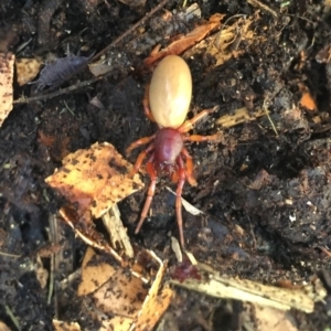 Dysdera crocata at O'Connor, ACT - 25 Aug 2019