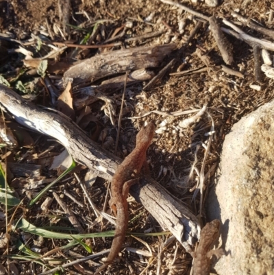 Christinus marmoratus (Southern Marbled Gecko) at Cooleman Ridge - 21 Jul 2019 by jamie.barney