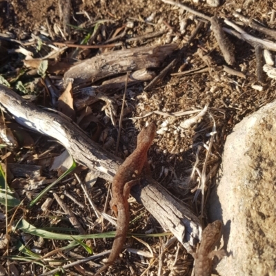 Christinus marmoratus (Southern Marbled Gecko) at Tuggeranong DC, ACT - 21 Jul 2019 by jamie.barney