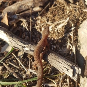 Christinus marmoratus at Tuggeranong DC, ACT - 21 Jul 2019 04:14 PM