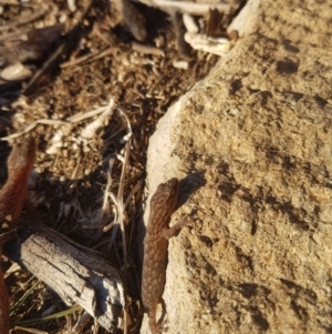 Christinus marmoratus at Tuggeranong DC, ACT - 21 Jul 2019 04:14 PM