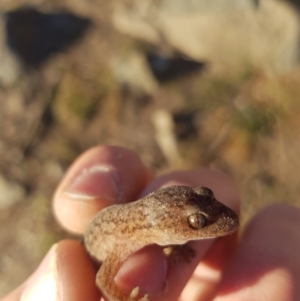 Christinus marmoratus at Tuggeranong DC, ACT - 21 Jul 2019 04:14 PM