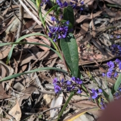 Hardenbergia violacea (False Sarsaparilla) at Wollondilly Local Government Area - 25 Aug 2019 by Margot