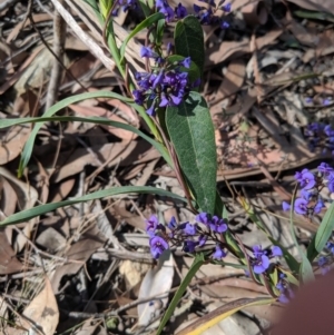 Hardenbergia violacea at Wollondilly Local Government Area - 25 Aug 2019