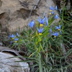 Stypandra glauca (Nodding Blue Lily) at Wollondilly Local Government Area - 25 Aug 2019 by Margot