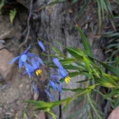 Stypandra glauca at Upper Nepean State Conservation Area - 25 Aug 2019 01:34 PM