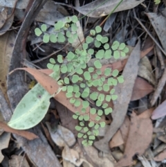 Adiantum aethiopicum (Common Maidenhair Fern) at Wollondilly Local Government Area - 25 Aug 2019 by Margot