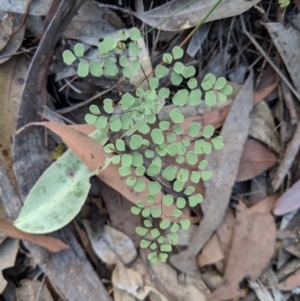 Adiantum aethiopicum at Bargo, NSW - 25 Aug 2019