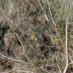 Lichenostomus melanops (Yellow-tufted Honeyeater) at Tahmoor, NSW - 25 Aug 2019 by Margot