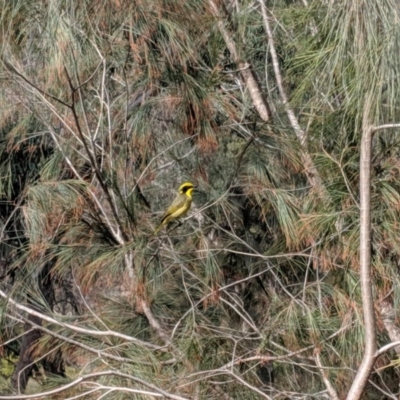 Lichenostomus melanops (Yellow-tufted Honeyeater) at Tahmoor, NSW - 25 Aug 2019 by Margot