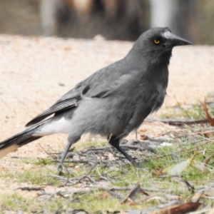 Strepera versicolor at Rendezvous Creek, ACT - 25 Aug 2019