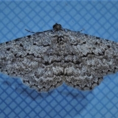 Psilosticha (genus) (A wave moth) at Wanniassa, ACT - 24 Aug 2019 by JohnBundock