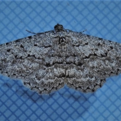 Psilosticha (genus) (A wave moth) at Wanniassa, ACT - 24 Aug 2019 by JohnBundock