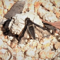 Aleucosia sp. (genus) (Bee Fly) at Namadgi National Park - 25 Aug 2019 by JohnBundock