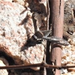 Aleucosia sp. (genus) at Rendezvous Creek, ACT - 25 Aug 2019