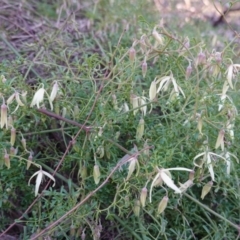 Clematis leptophylla (Small-leaf Clematis, Old Man's Beard) at Red Hill to Yarralumla Creek - 25 Aug 2019 by JackyF